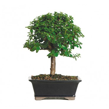 dwarf_jade_indoor_bonsai_tree_1
