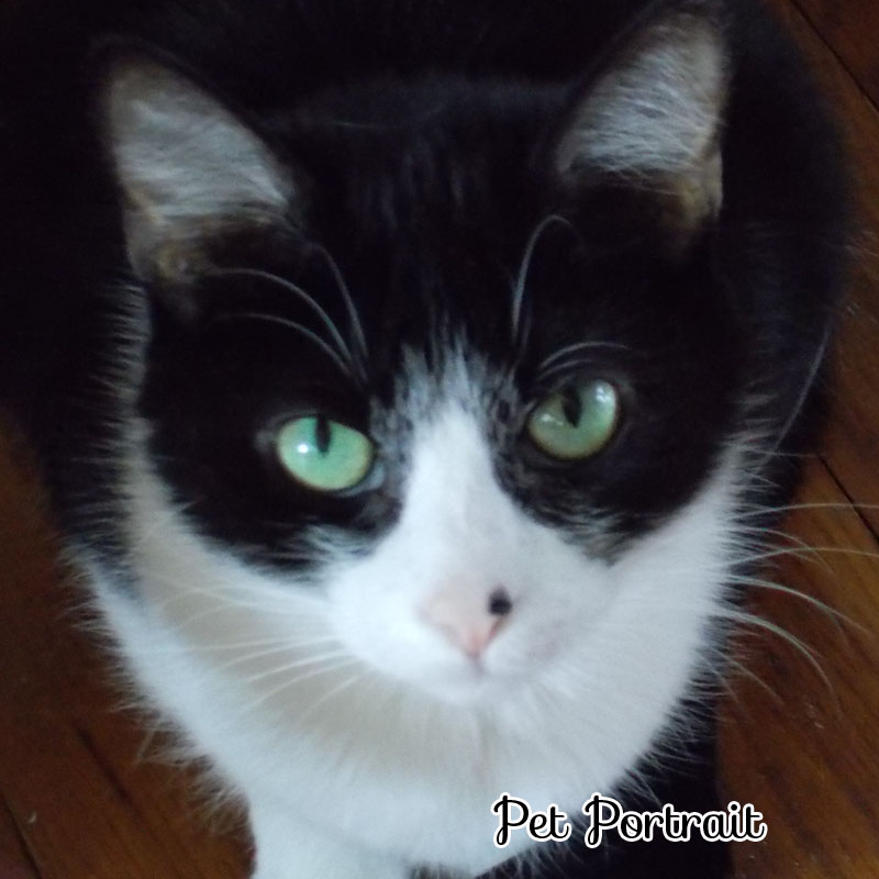 Nikon-PetPortrait-DWR