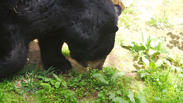 Ranger the Bear looking for Treats
