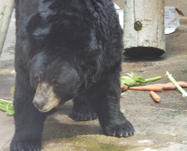 Ranger The Bear
