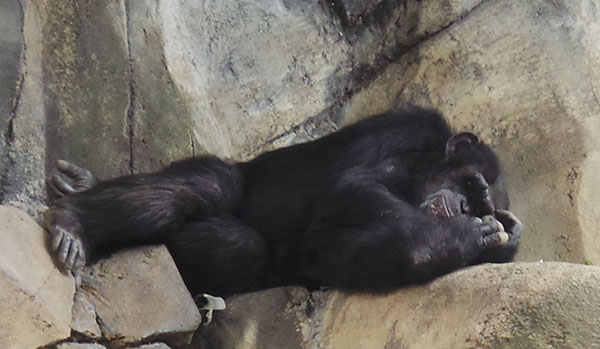 I know that he was used to sleeping like that but man those rocks must have been hard.