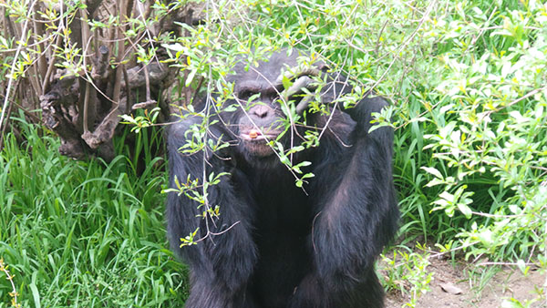 One of the Chimpanzees
