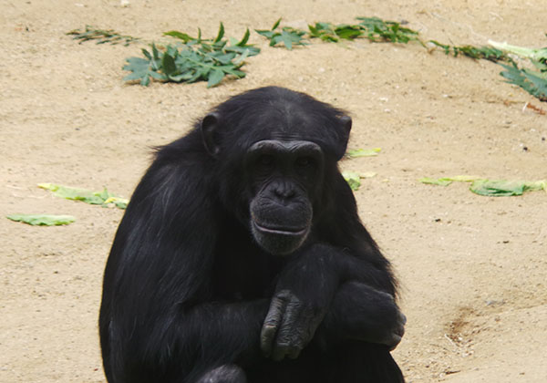 Another Chimpanzee