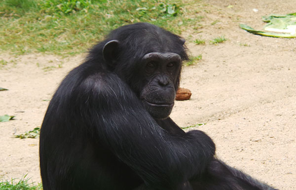 Chimpanzee - LA Zoo