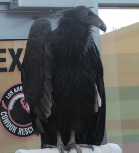 Dolly the Condor- LA Zoo