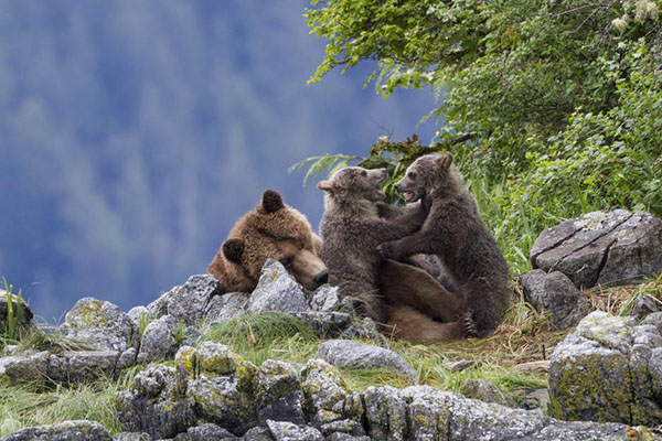 isneynature Bears- Sky, Amber, Scout