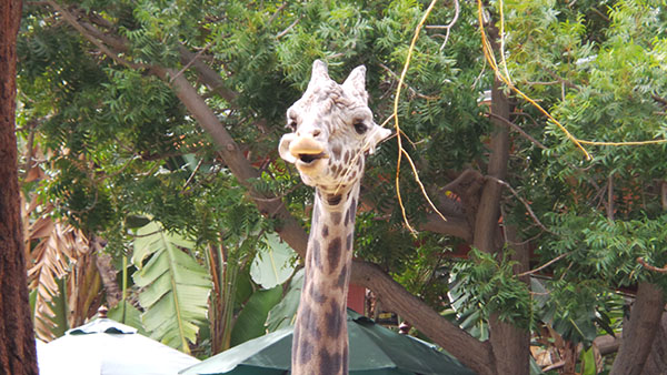 An awesome Giraffe!!