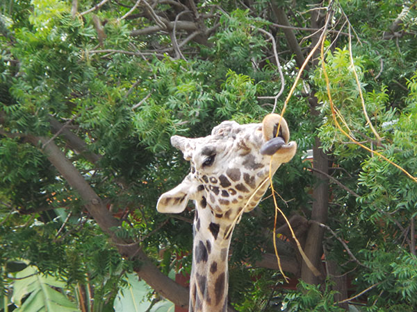 Giraffe