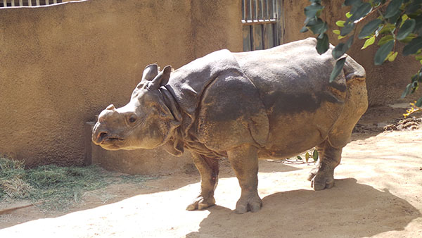 Randa the Rhino, who is amazing because she survived cancer!