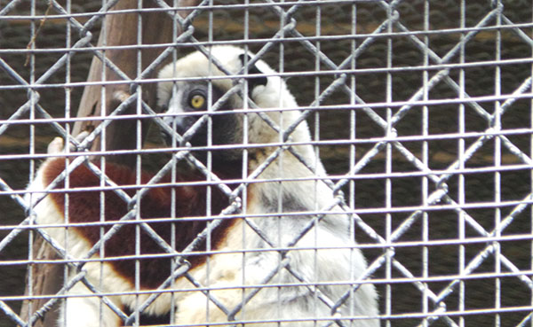 LA Zoo