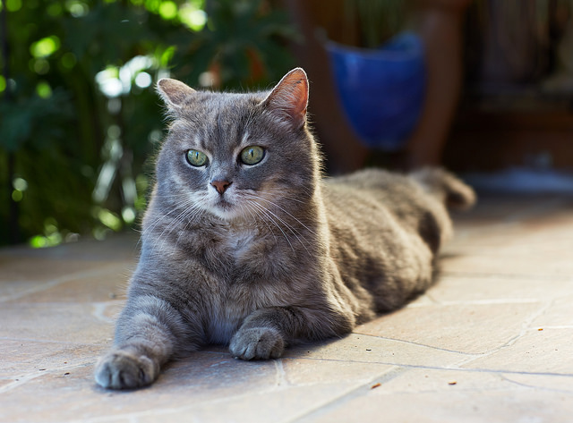 Beautiful-Cat-Pictures
