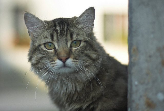 Beautiful-Cat-Pictures