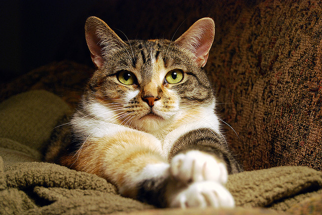 Beautiful-Cat-Pictures