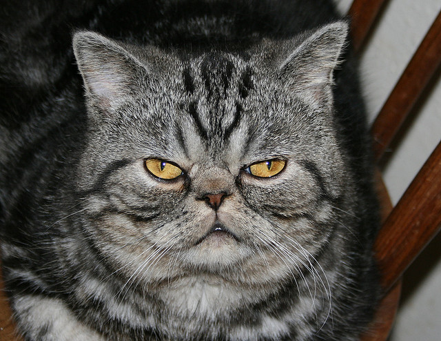 Beautiful-Cat-Pictures