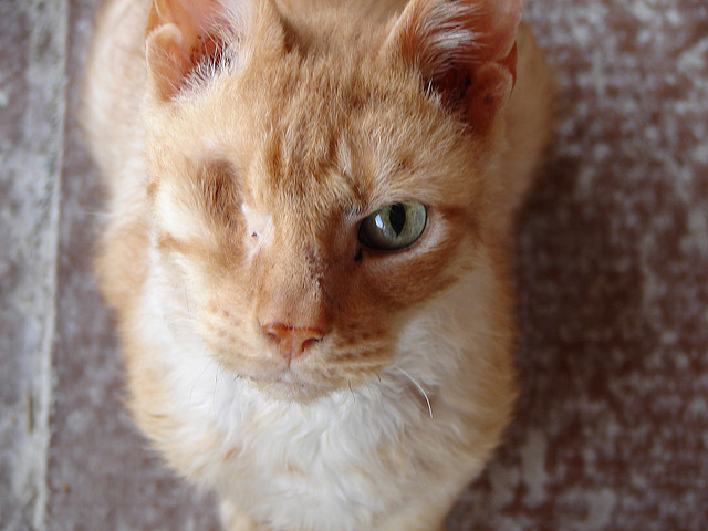 Beautiful-Cat-Pictures