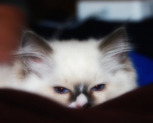 Beautiful-Cat-Pictures