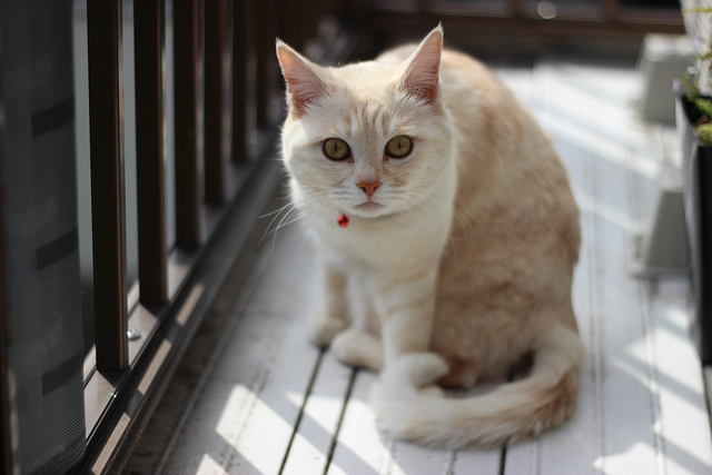 Beautiful-Cat-Pictures
