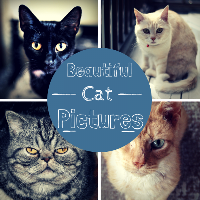 Beautiful-Cat-Pictures